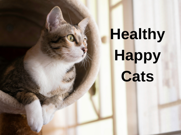 Healthy Happy Cats Boarding 